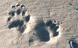bear prints on the beach, Sand Island, Apostle Islands Artist in Residence