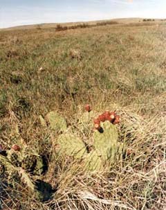 The Prairie, Badlands Artist in Residence