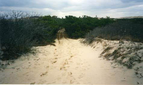 Jeep trail, Cape Cod National Seashore Artist in Residence