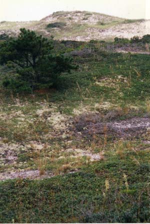 Dunes, Cape Cod National Seashore Artist in Residence